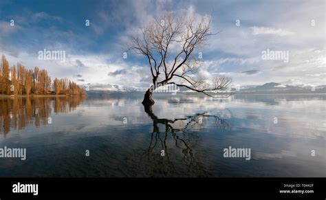 majestic scenery lonely tree  res stock photography  images alamy