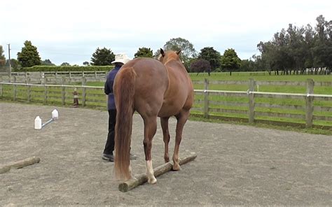 Straddling a Rail | herthamuddyhorse