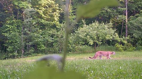 Michigan Dnr Confirms Cougar Sighting In Upper Peninsula