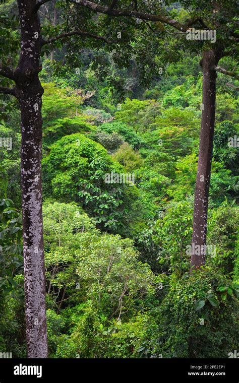 plants    malaysian rainforest  ralph mcbride blog