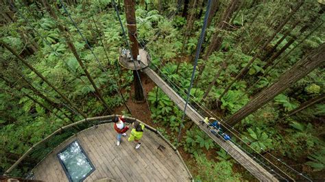 redwoods treewalk experience rotoruas iconic redwoods forest redwood