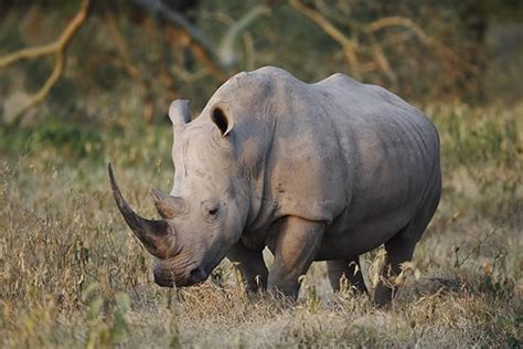 endangered species    comeback