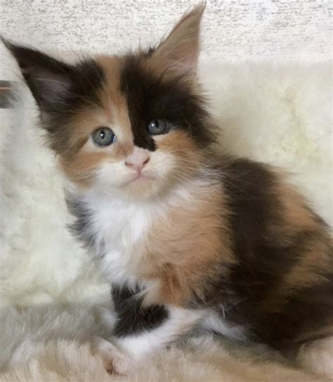Orange Maine Coon Kittens