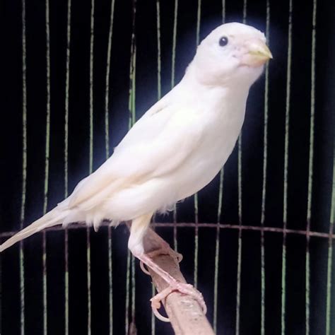 Jual Burung Kenari Loper Putih Gacor Istimewa Jakarta Barat Zaini