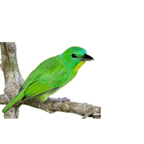 Green Bird PNG Images (Transparent HD Photo Clipart)