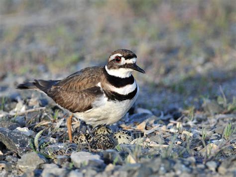 Killdeer Nesting (All You Need To Know) | Birdfact