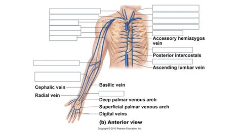 Veins of Thorax and Arm Diagram | Quizlet