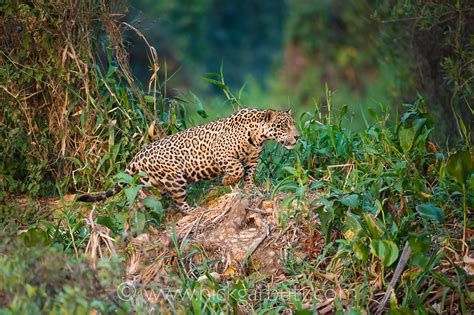 Male Jaguar hunting along river bank - Nick Garbutt: Nick Garbutt On Line