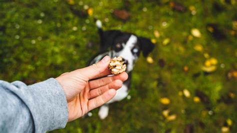 Can Dogs Eat Walnuts? | PetMD