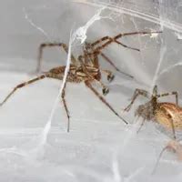 Image Of The Day Spider Sex The Scientist