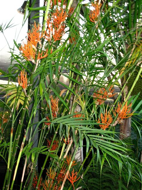 Tropical Plants For Zone 10 at Mark Baker blog