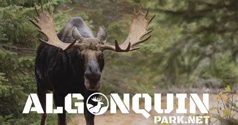 top secret guide  algonquin park algonquin park