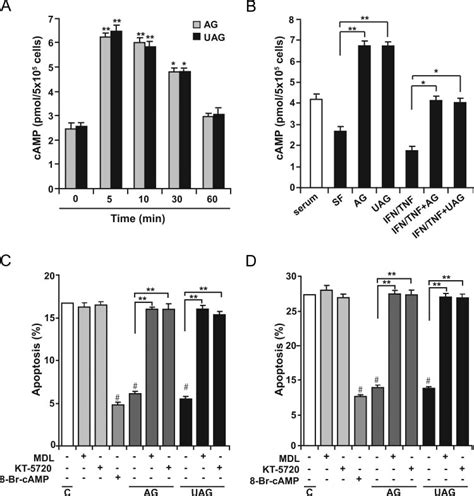 AG-and UAG-induced intracellular cAMP elevation and involvement of the ... 