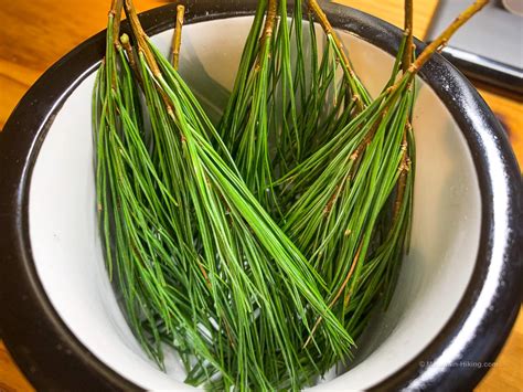 How to Make Pine Needle Tea | Healthy Forest Foods