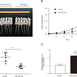 MiR P Inhibits Bladder Cancer Growth In A Xenograft Nude Mice