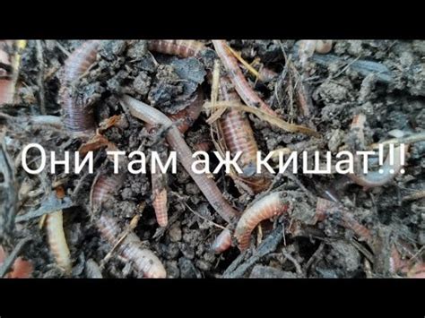 Где искать червей для рыбалки??? - YouTube