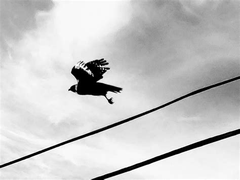 Biography and Professional Legacy of Walter Blair