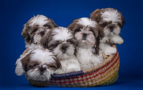 Shih Tzu Wallpapers And Screensavers Wallpapersafari