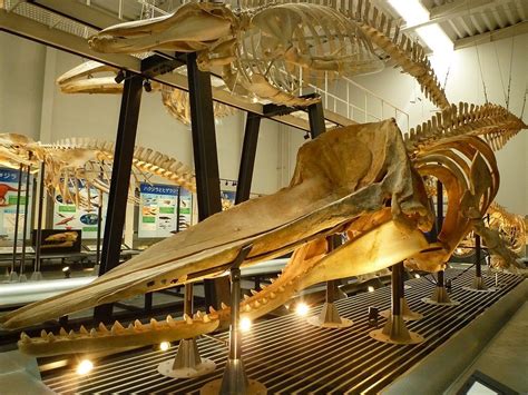 Ashoro Museum of Paleontology - All You Need to Know BEFORE You Go (2025)