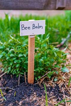 What Not To Plant Next To Bee Balm