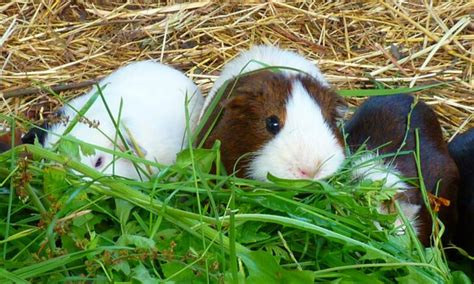 Do Guinea Pigs Have Tails? What Exactly Are They Used For?