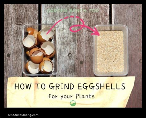 How To Grind Eggshells For Plants A Step By Step Guide Seed And Planting