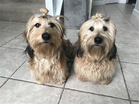 How To Groom A Wire Haired Dachshund at Hunter Hunter blog