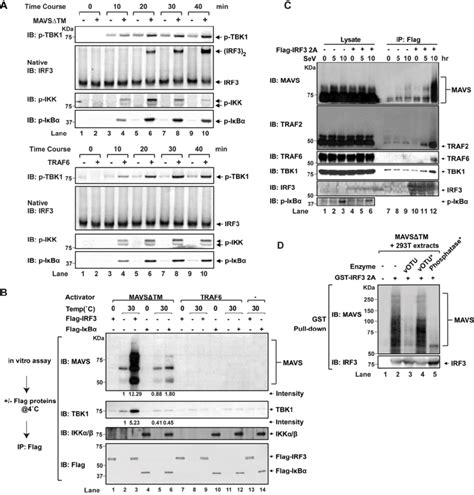 IRF3 And MAVS Form A Ubiquitination And Phosphorylation Dependent