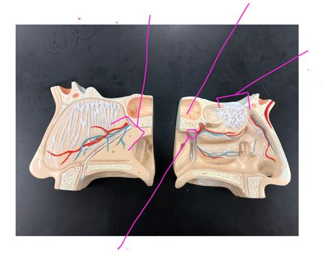 model  diagram quizlet