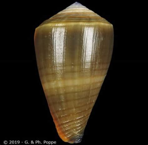 Conus (Lividoconus) frigidus - Gastropods by Eddie Hardy