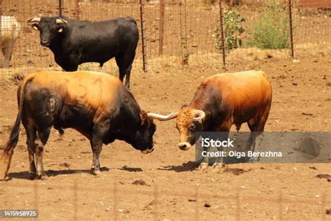 pertanian sapi jantan pertanian gaya peternakan foto stok