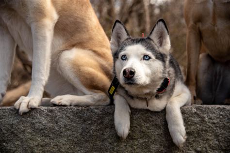 Well-Balanced Dog Training