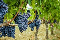 How To Get Grapes On Vines