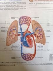 A P 2 Lab Exam 2 Quizlet