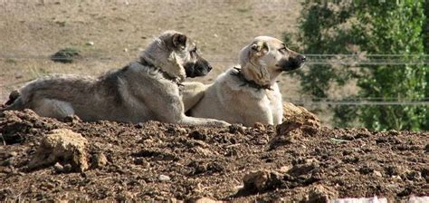 Kangals - Majestic Dogs