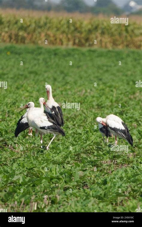 Bei Den Stoerchen Gibt Es 20 Arten Charakteristisch Für Diese Voegel Sind Der Lange Hals Die