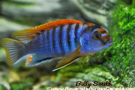 LABIDOCHROMIS .SP "HONGI" (RED TOP HONGI) – Aquarists Across Canada