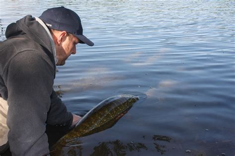 Nachhaltigkeit Beim Angeln Dicht Am Fisch