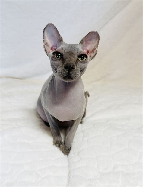 sphynx cats breeder 4