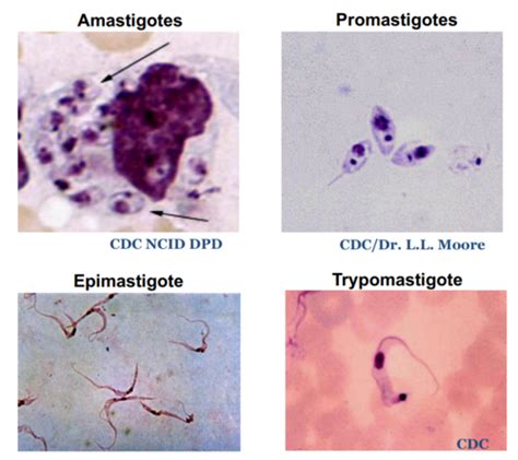 Protozoa Flashcards Quizlet