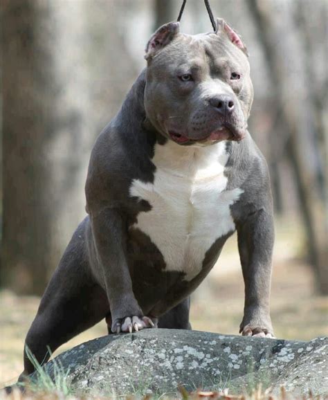 Blue Pit Doggy Style Dogs Pitbull Terrier Dog Breeds