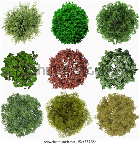 tree plan stock  images photography shutterstock