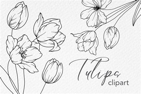 tulips  drawing floral  art grafico por caraulanstore