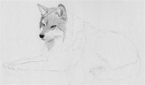 How to draw fur, free pencil tutorial