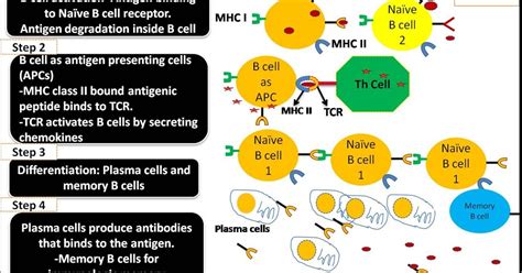 Antigen presentation by B cells to T helper cells on MHC Class II | Antigen presenting cell, B ...