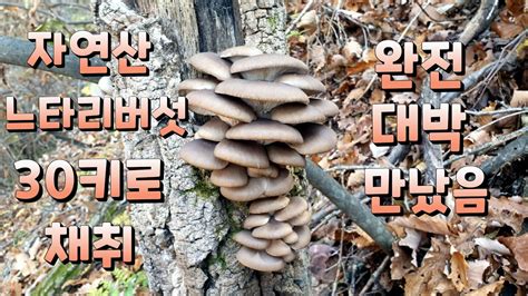 자연산 느타리버섯 30키로 채취 완전 대박 느타리버섯 풍년 줄느타리~ Youtube