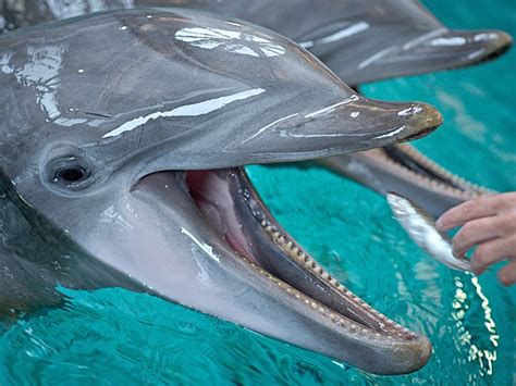 Natureza Golfinhos são vistos comendo peixe em zoológico da Alemanha