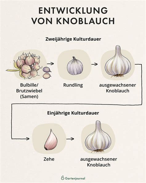 Knoblauch Pflanzen Anleitung F R Beet Und Topf Ernte