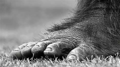 Représentation En Noir Et Blanc Dune Bête Poilue Sasquatch Photo Gratuite