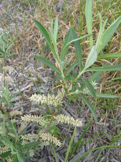 Hoary Willow Awes Agroforestry And Woodlot Extension Society Of Alberta